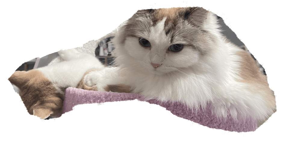 两只猫